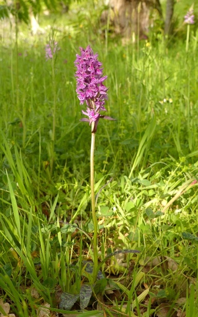 Dactylorhiza romana in una splendida variabilit - provincia di Caserta marzo 2019